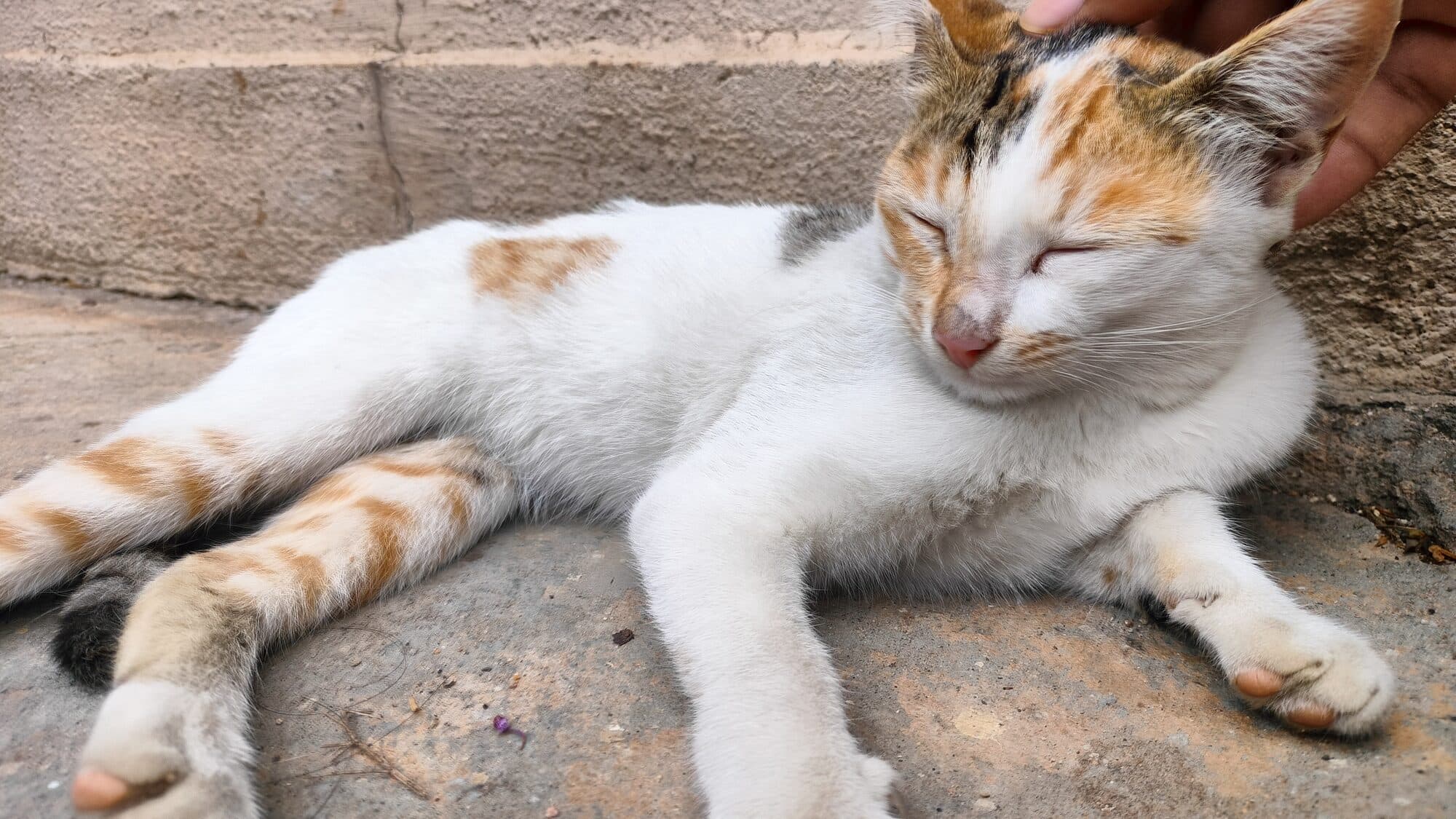 Bengaluru's Curious Cat